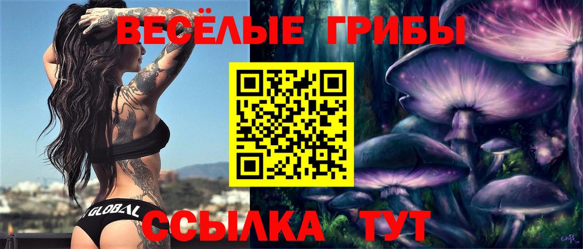 Псилоцибиновые грибы Psilocybe Лесозаводск